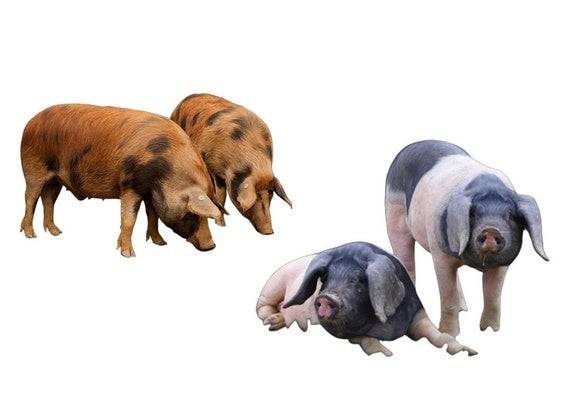 Cerdo contra cerdo