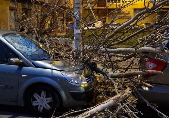 Una rama de gran tamaño ha caído sobre los vehículos aparcados a la altura del número 86 de la calle Los Herrán, en Vitoria.
