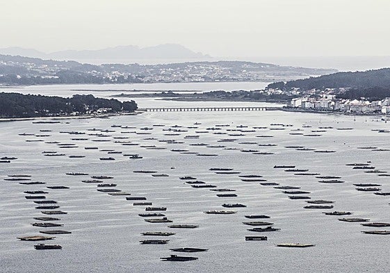 Bateas de Aguinamar en Cambado.