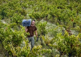 Un temporero, durante la última vendimia en Rioja Alavesa