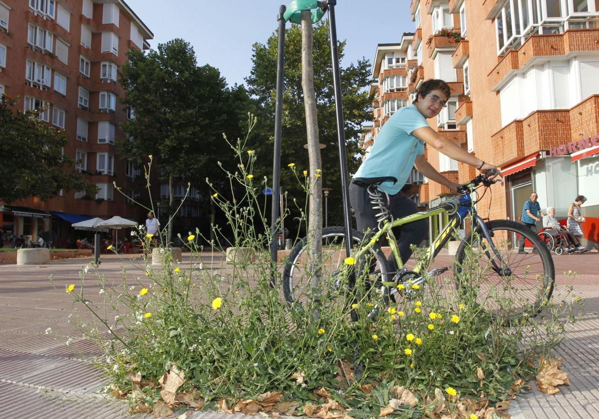 La huelga de jardineros se nota ya en los céspedes y alcorques de toda Vitoria