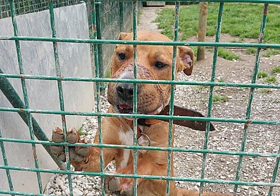Más de 500 perros esperan adopción en algunas de las perreras de Bizkaia.