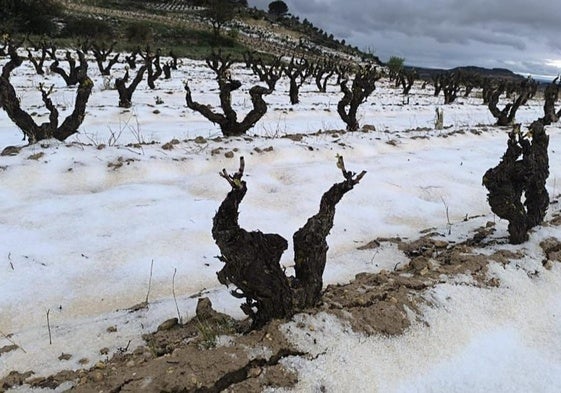 Así quedaron los viñedos tras la granizada.