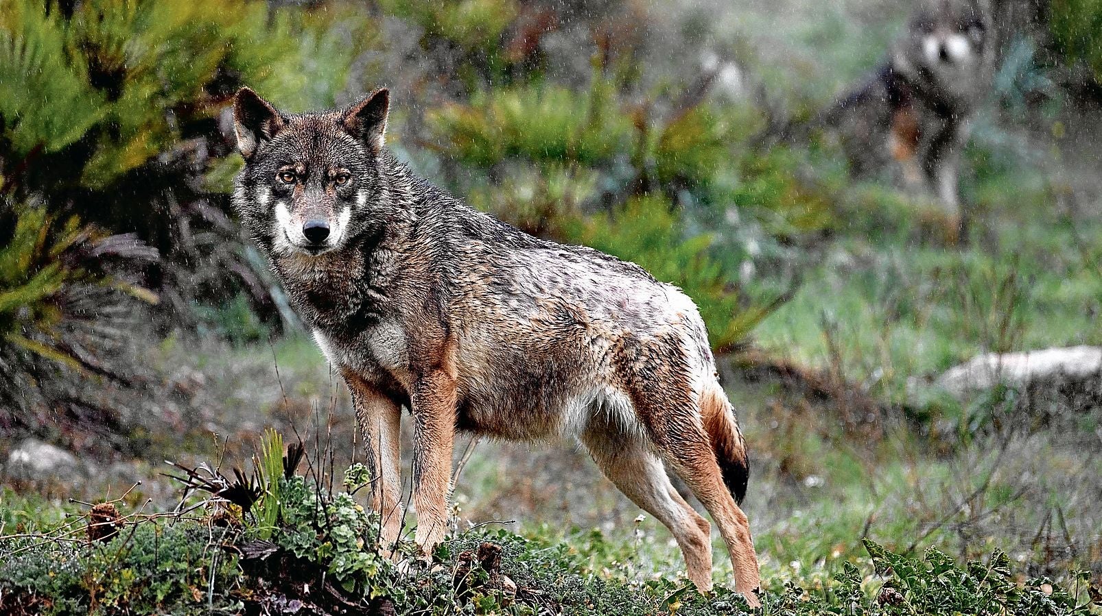 Un ejemplar de lobo ibérico, una especie que ha quedado desprotegida al norte del Duero.