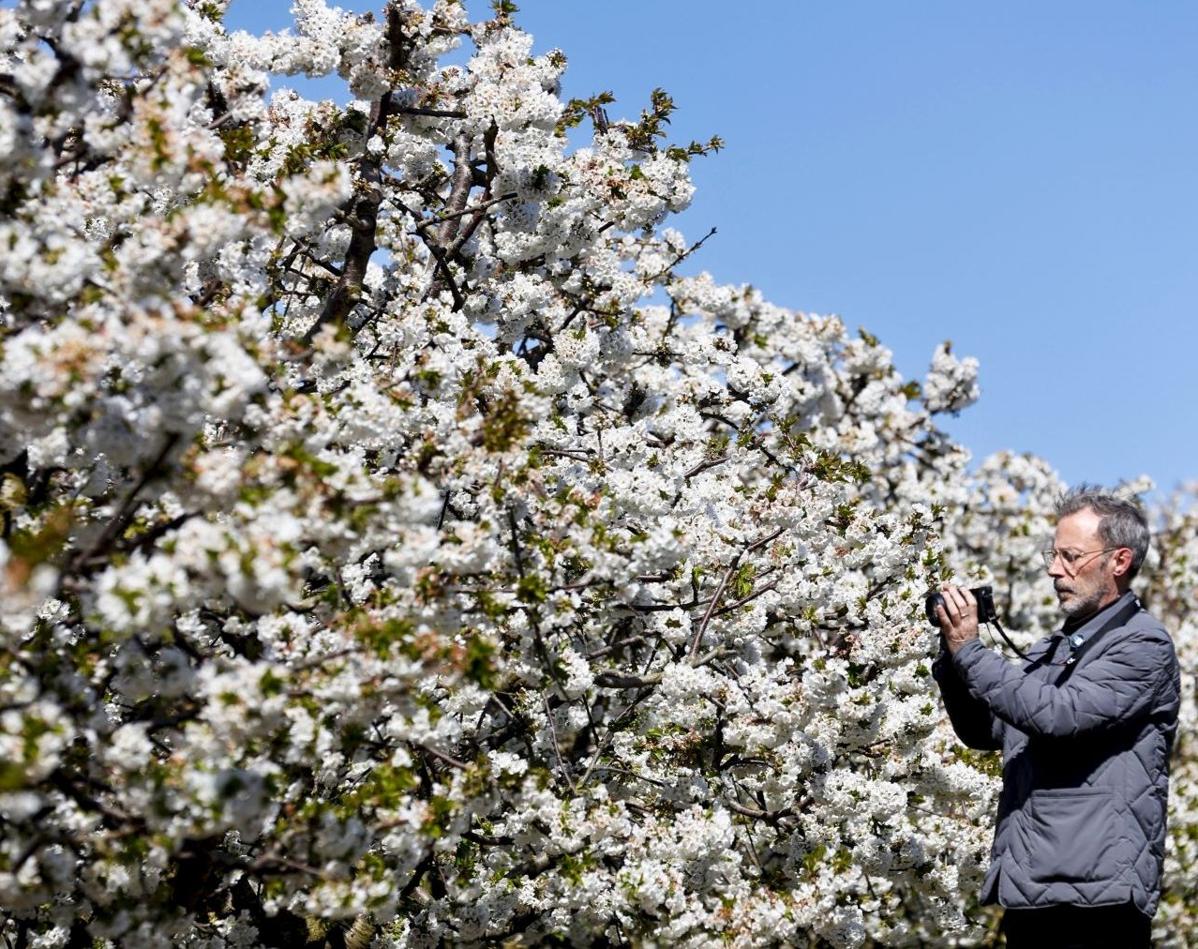 Almendros en flor en la costa interior más grande de España