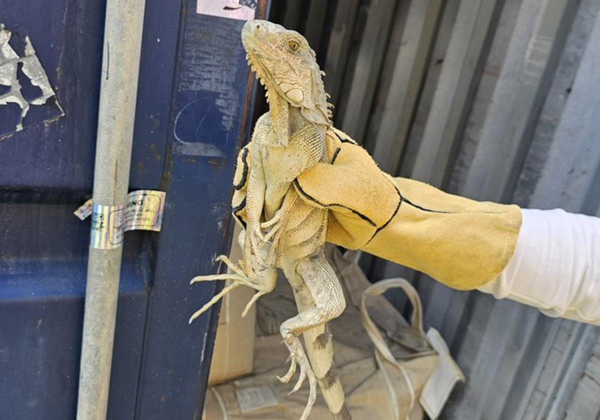 Hallan una «viajera sin billete» en el Puerto de Bilbao: una iguana verde protegida