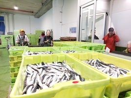 La lonja de Ondarroa ha registrado menos ventas de anchoa que la pasada primavera.