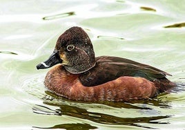 Este ánade requiere de zonas pantanosas para anidar.