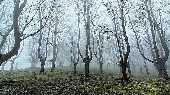 Un paraíso bajo la niebla