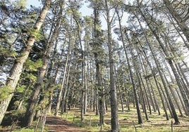 En la imagen, un bosque de pinos en Urdaibai.