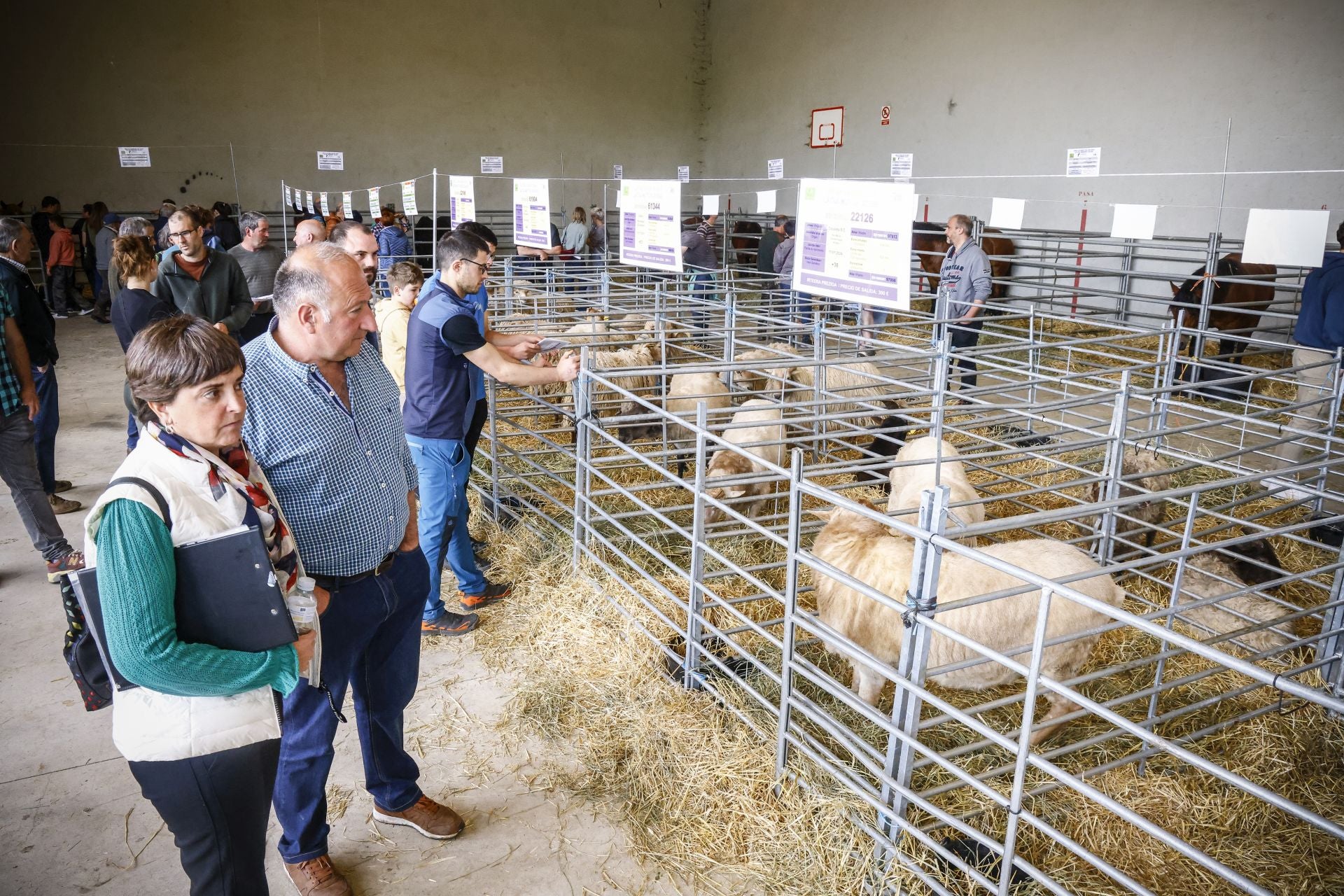 Las imágenes de la subasta de ganado de Arkaute