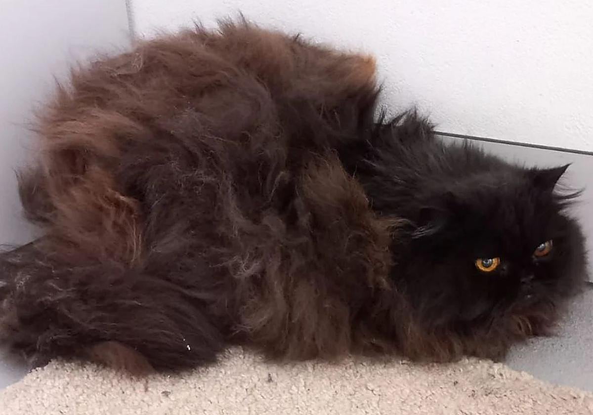 La gata rescatada de la casa de los horrores de Oviedo: pelaje descuidado con un meganudo de medio kilo