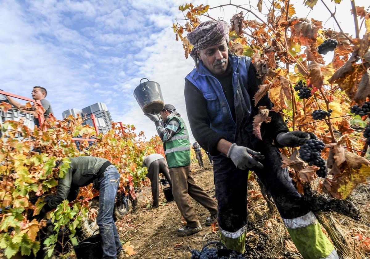 Agricultura lanza su plan de ayudas sin destilación de vino