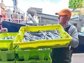 Laanchoa es la especie estrella de los cerqueros que descargan en Ondarroa.