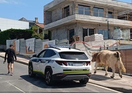La vaca ha llegado hasta la cervecera de Santa Ana.