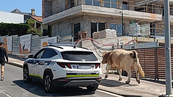 Susto en Berango por una vaca suelta por el pueblo