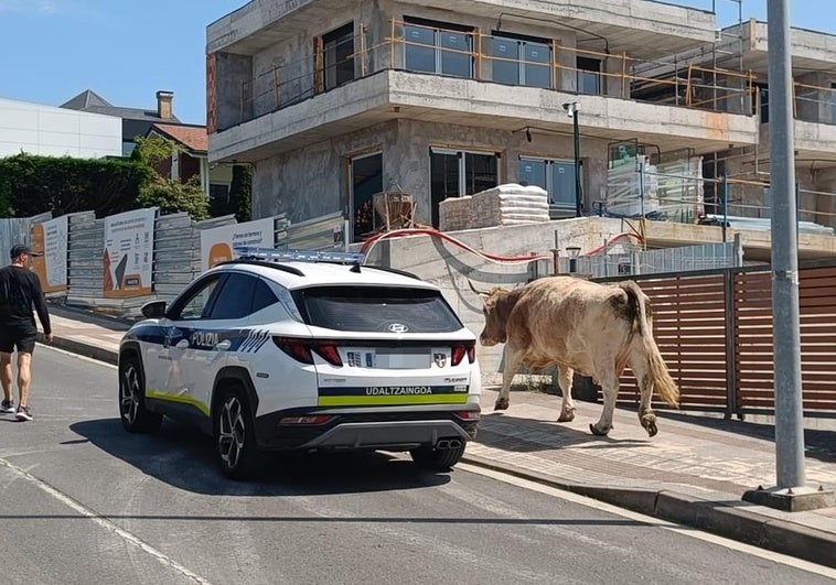 La vaca ha llegado hasta la cervecera de Santa Ana.