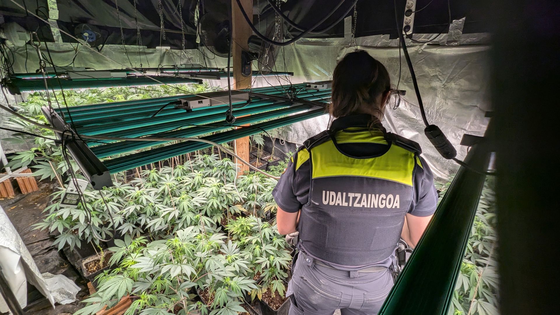 Dos detenidos tras desmantelar una plantación de marihuana en un caserío de Gatika