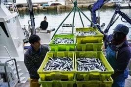 Las descargas de anchoa son habituales en primavera en el puerto de Ondarroa.
