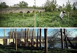 El después y el antes de la zona; arriba, reforestada; abajo, con chopos.