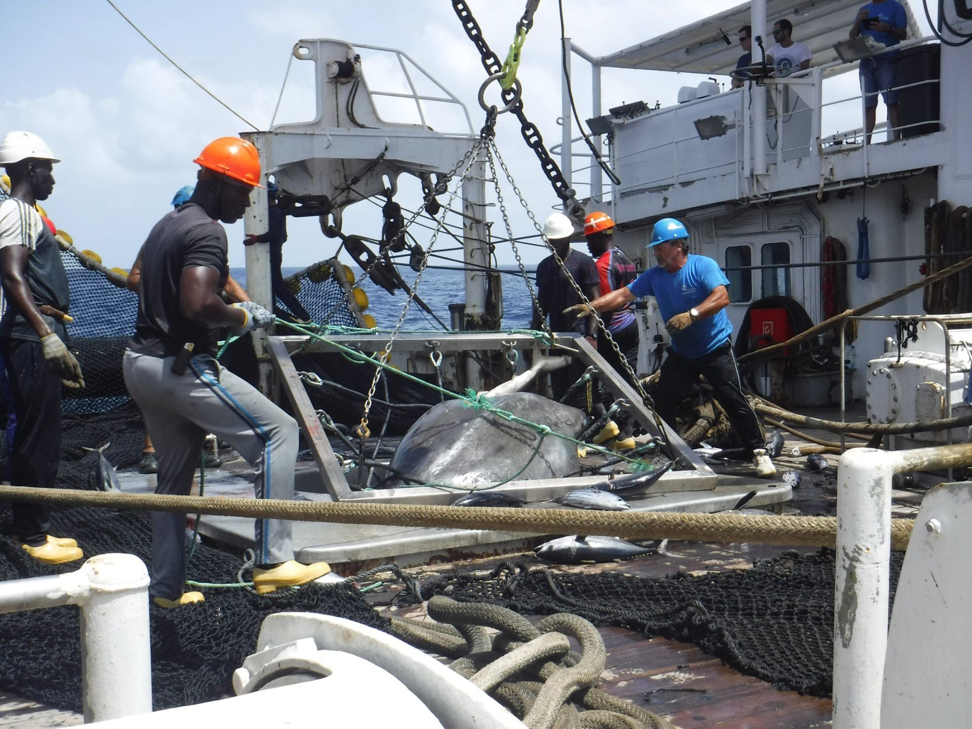 Científicos y atuneros colaboran para devolver al mar tiburones y rayas