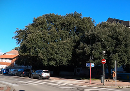 Encina de gran porte ubicada en la calle Andra Mari de Gorliz.
