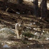 La Diputación «agilizará» las ayudas a ganaderos que sufran ataques de lobos