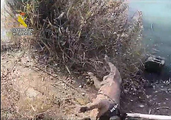 Un detenido y una investigada por atar a un perro con cadenas y bloques de hormigón y ahogarlo en una laguna de Madrid