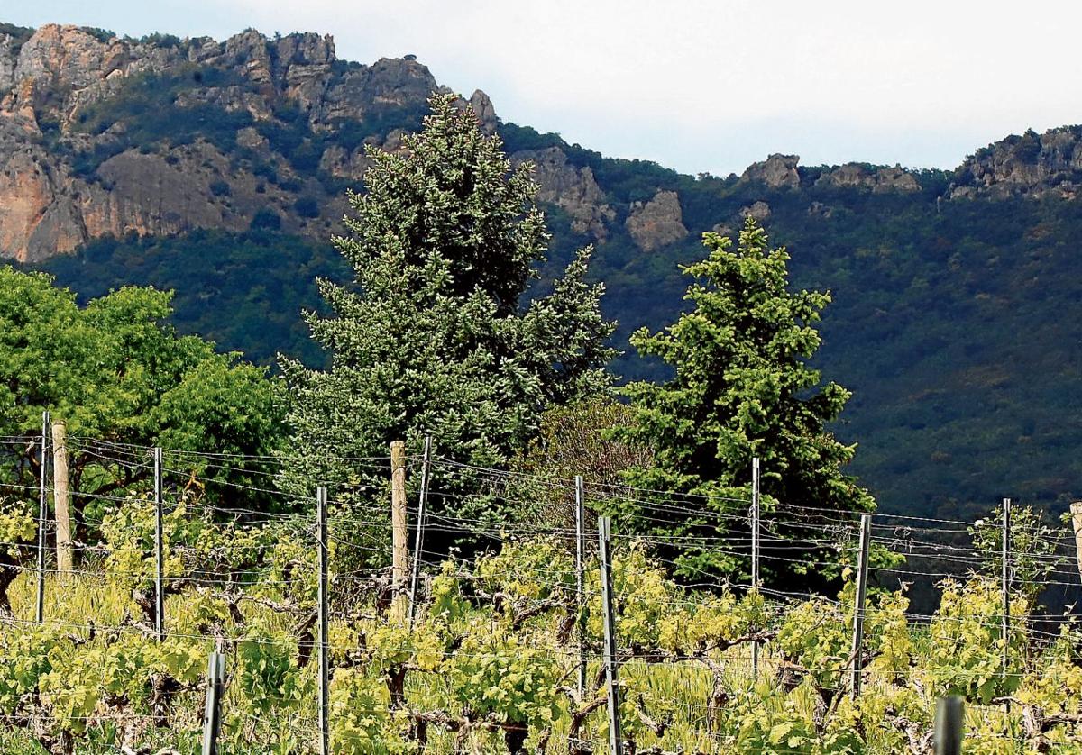 Un pinsapo al que le gusta el vino