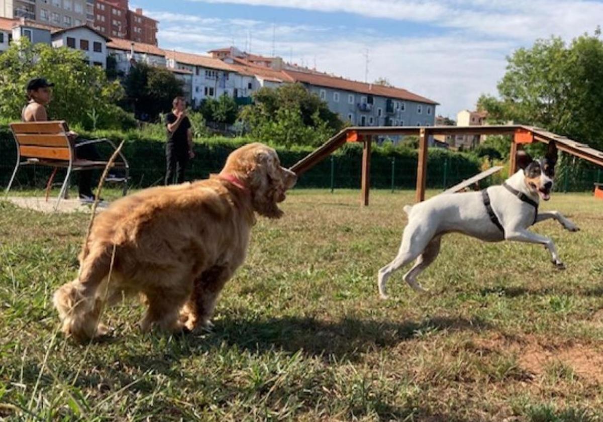 Muskiz busca un nuevo hogar para catorce perros
