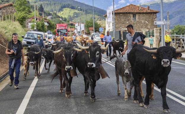 Feria de ganado en Tama por San Isidro.