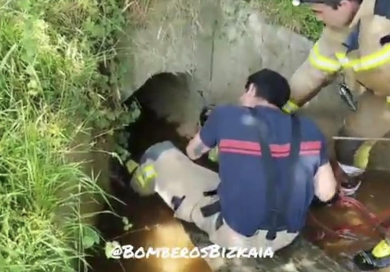 La complicada labor de los Bomberos de Bizkaia para rescatar a un perro atascado en una tubería en Amorebieta