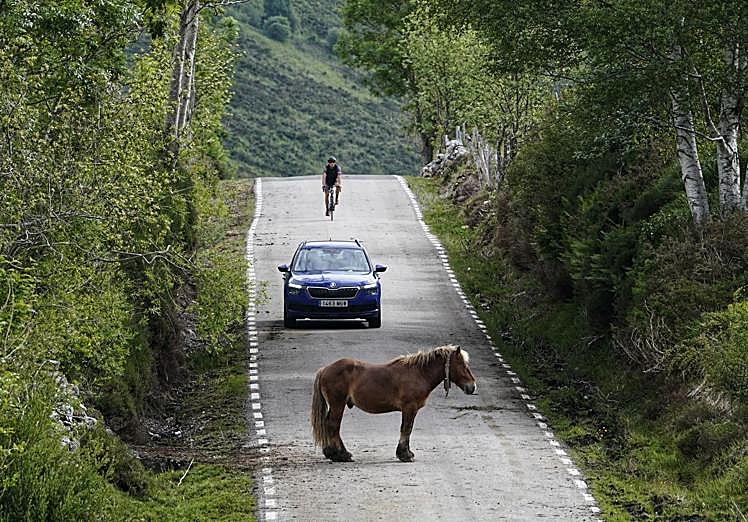 Un caballo obstaculiza el tráfico en Estacas de Trueba.