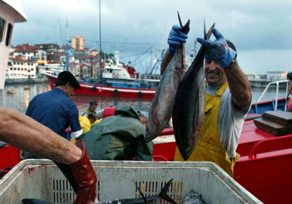 La costera del bonito arranca con la descarga de 5.110 kilos en Bermeo