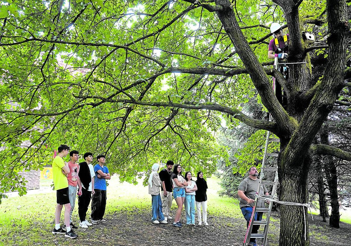 Dos de los nidos se instalaron ayer en el parque Eskurtze y el resto se situarán diferentes jardines de la capital.