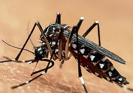 Detectan mosquitos tigre en 9 municipios de Álava y Salud extrema la vigilancia