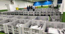 La lonja del puerto de Ondarroa subastó ayer los primeros lotes de bonito del Cantábrico.