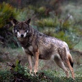 El Grupo Lobo de Euskadi denuncia ante la Fiscalía de Medio Ambiente la caza furtiva de un ejemplar en Armañón