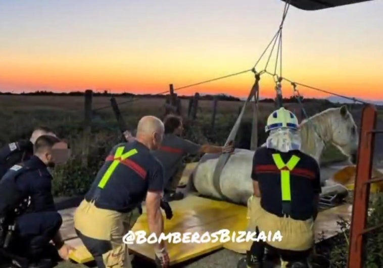 Momento del rescate del caballo.