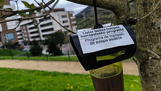 Ortuella captura a 850 reinas de avispas asiática para evitar su proliferación