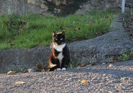 Asociacion de gatos callejeros Mukatu de Amurrio.