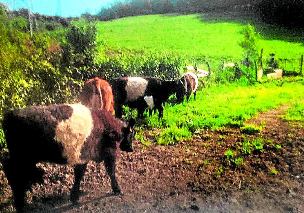 Un grupo de vacas escocesas, en una explotación ganadera en Artxanda.
