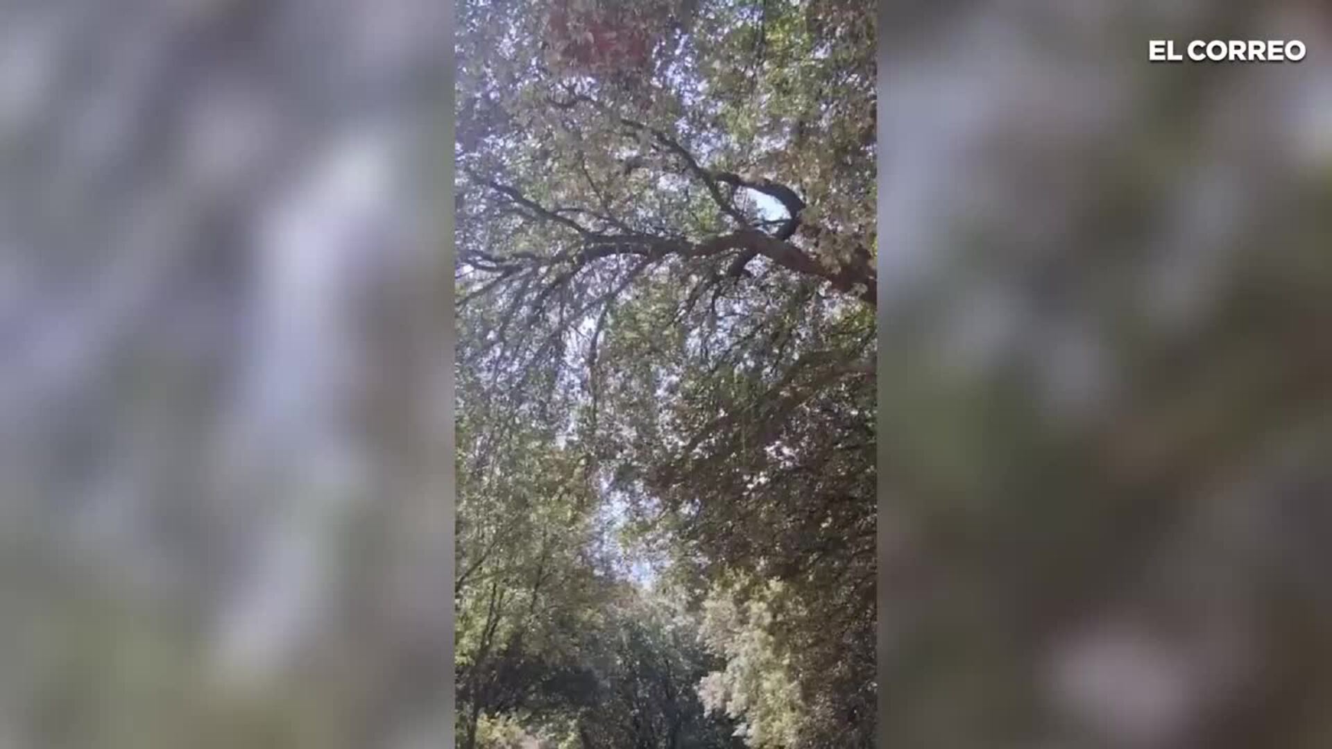 Se encarama a un árbol en Gatika para entorpecer las obras del cable submarino