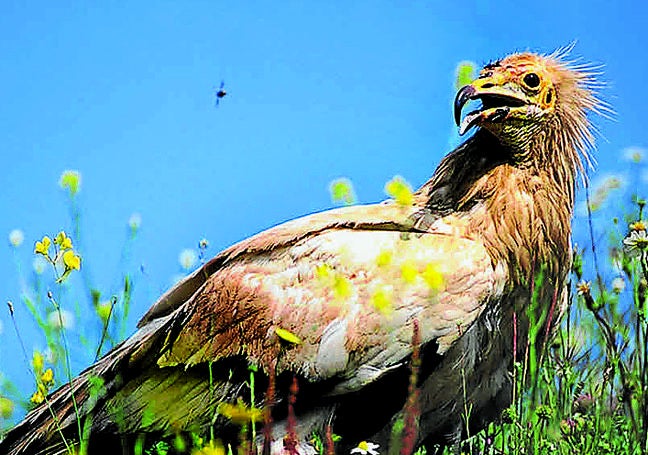 Alimoche. 21 parejas reproductoras existen en el territorio aproximadamente, pero solo 12 lograron que sobreviviera alguno de sus pollos.