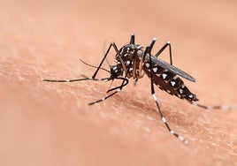 De las moscas con dientes al mosquito tigre