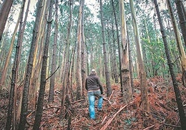 La moratoria al eucalipto se mantiene hasta el 31 de diciembre