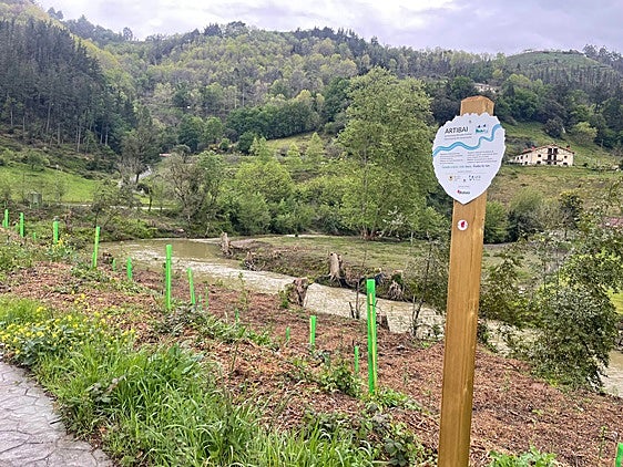 El bosque autóctono gana terreno en Berriatua con 1.600 ejemplares