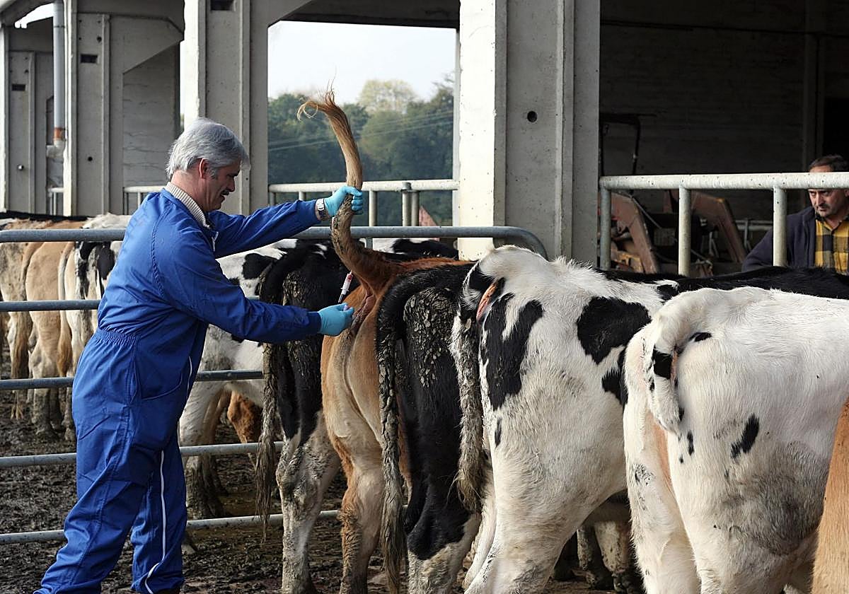 Un veterinario toma muestras de sangre a unas vacas en una explotación de Aia, en Gipuzkoa, para analizar si están contagiadas.