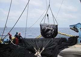 Tripulantes del barco 'Itsas Txori' de Bermeo trabajan en las labores de izado de una captura de atún.