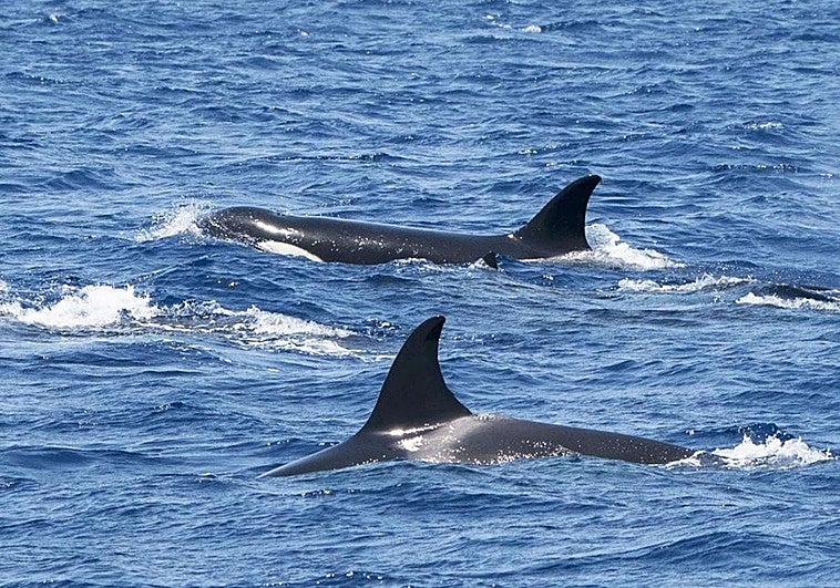 Una decena de orcas sorprende a un grupo de pescadores frente a la costa de Santurtzi: «La piel de gallina»